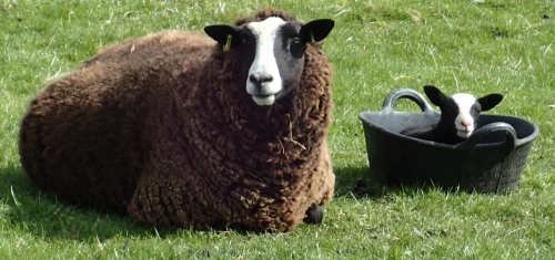 lambs5